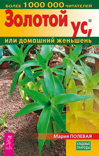 Мария Полевая, Золотой ус, или домашний женьшень